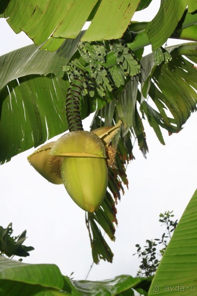 Бананы-так они растут прямо во дворах п.Гячрыпш