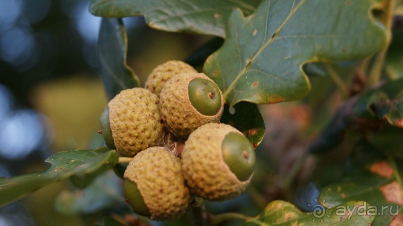 Абхазия и ещё раз Абхазия.