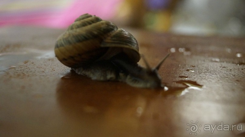 Абхазия и ещё раз Абхазия.