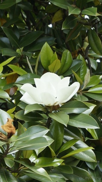 Сухум и не только...........