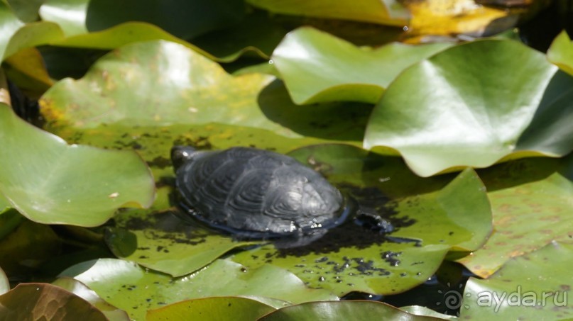 Сухум и не только...........
