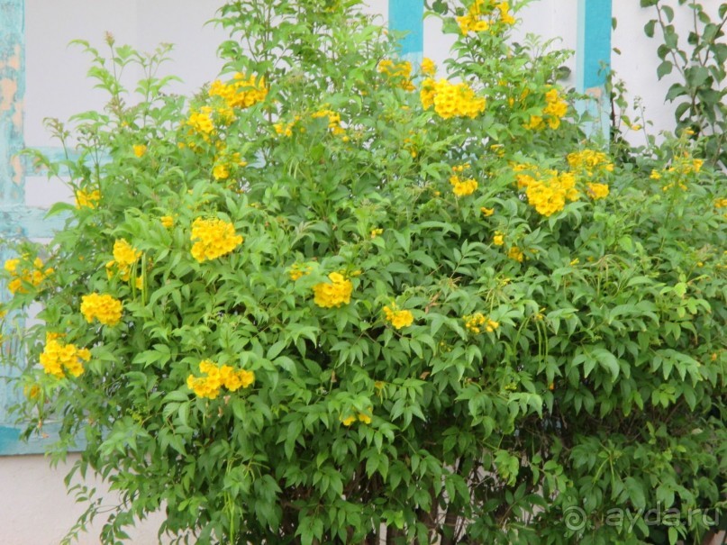 Хорошее впечатление.