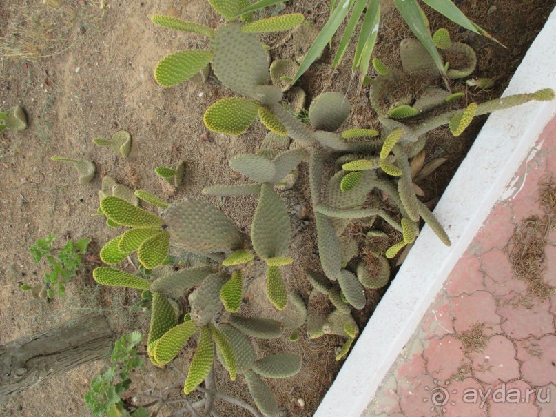 Хорошее впечатление.