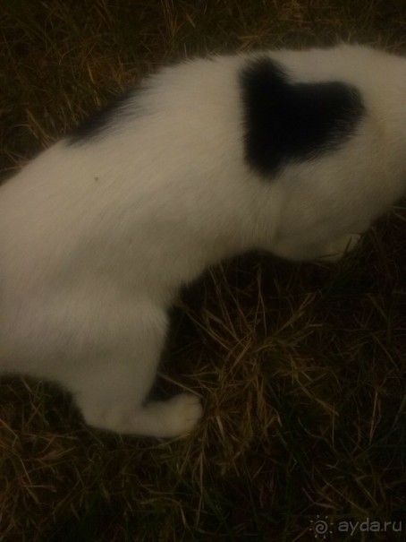 Кошара с сердечком,кстати такой же ласковый как и его пятнышко.