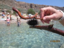 Баллос и Грамвуса. 