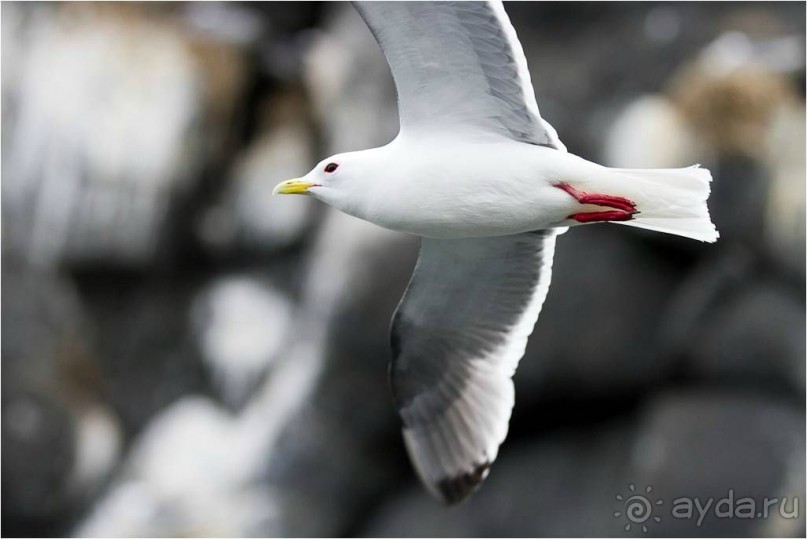 От Камчатки до Чукотки. Часть I