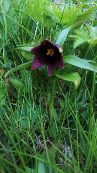 От Камчатки до Чукотки. Часть I