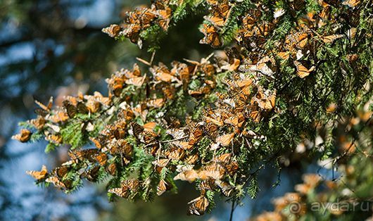 Мексика для фотографов и любителей природы