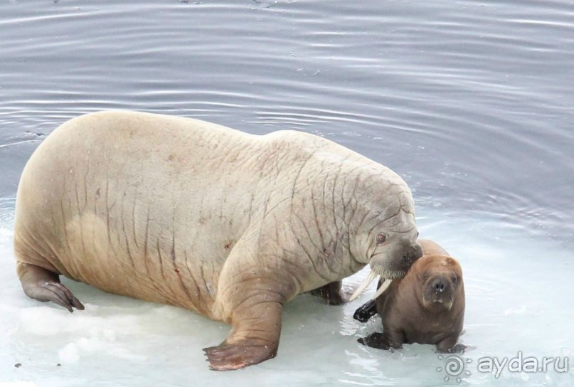 фото Мурманска