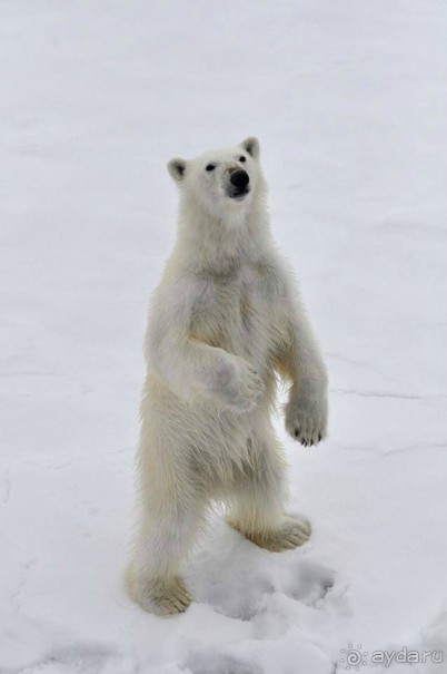 фото Мурманска