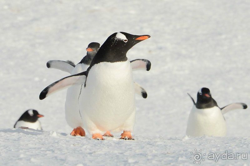 Анна Ивлева об экспедиции в Антарктику с Клубом путешествий Special