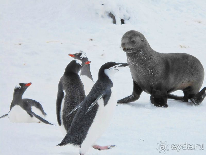 Анна Ивлева об экспедиции в Антарктику с Клубом путешествий Special