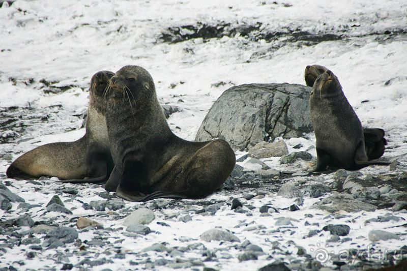 Анна Ивлева об экспедиции в Антарктику с Клубом путешествий Special