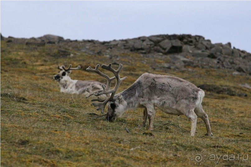 Исследование Шпицбергена 