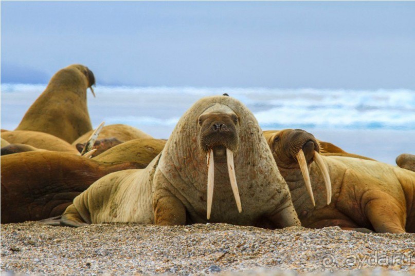 Исследование Шпицбергена 