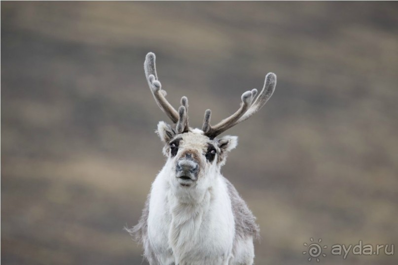 Исследование Шпицбергена 