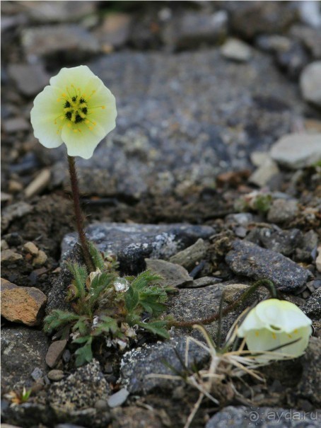 Исследование Шпицбергена 