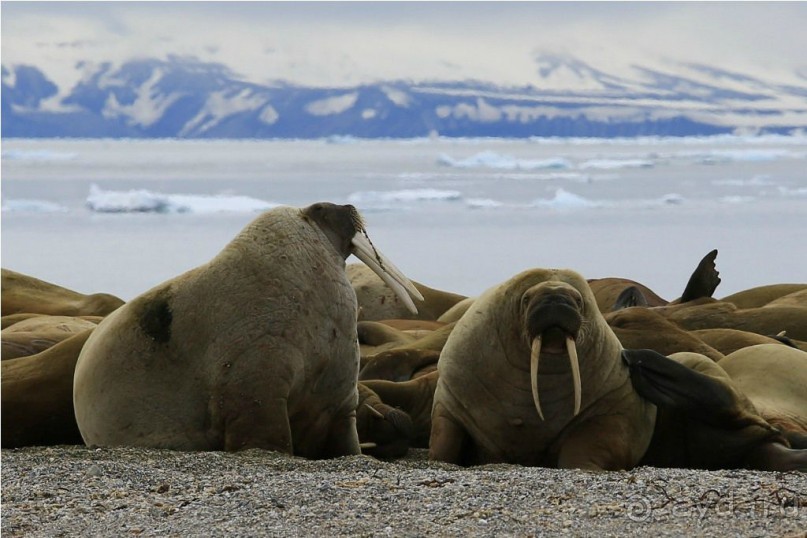 Исследование Шпицбергена 