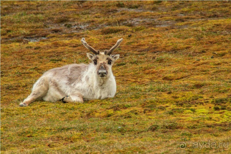 Исследование Шпицбергена 