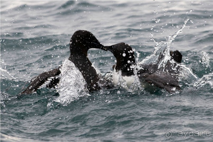 Исследование Шпицбергена 