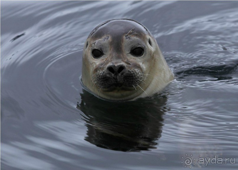 Исследование Шпицбергена 