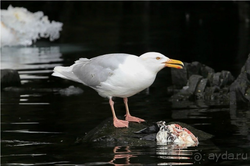 Исследование Шпицбергена 