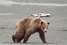 От Камчатки до Чукотки. Часть II