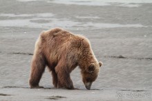 От Камчатки до Чукотки. Часть II