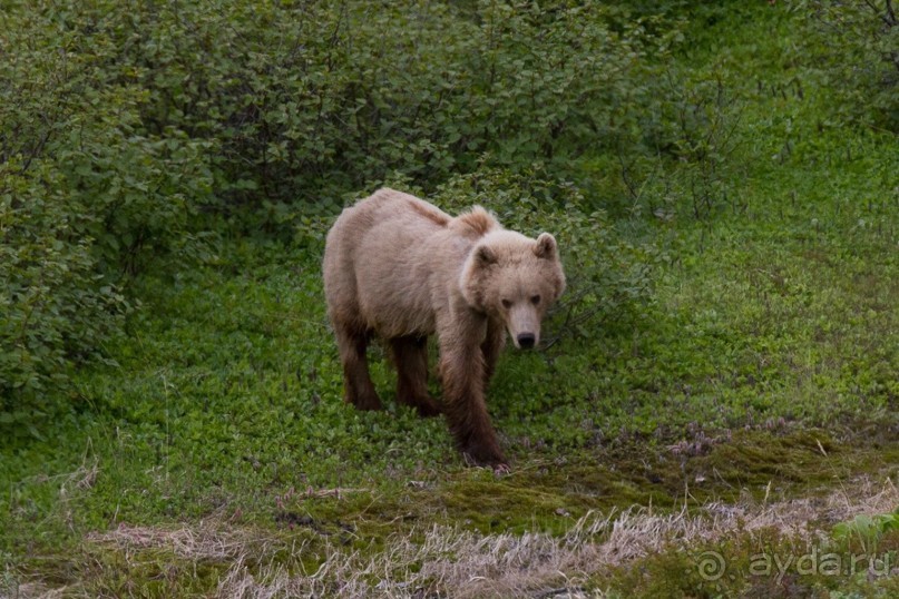 От Камчатки до Чукотки. Часть II