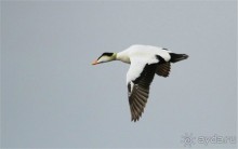 От Камчатки до Чукотки. Часть II