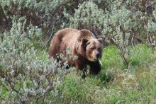От Камчатки до Чукотки. Часть II