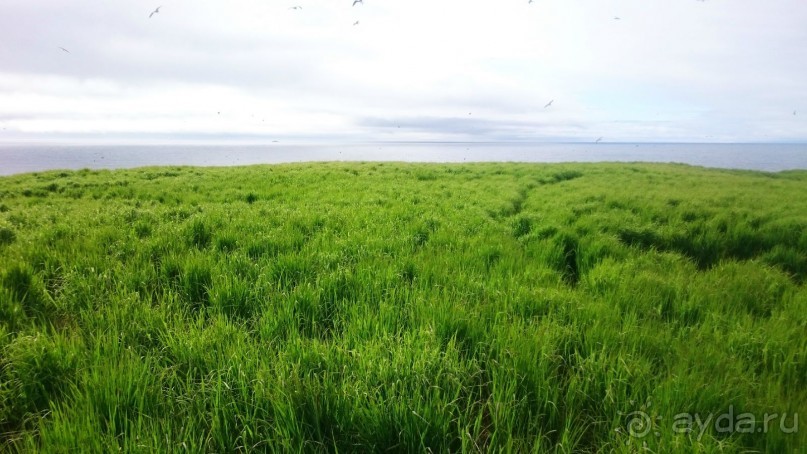 От Камчатки до Чукотки. Часть II