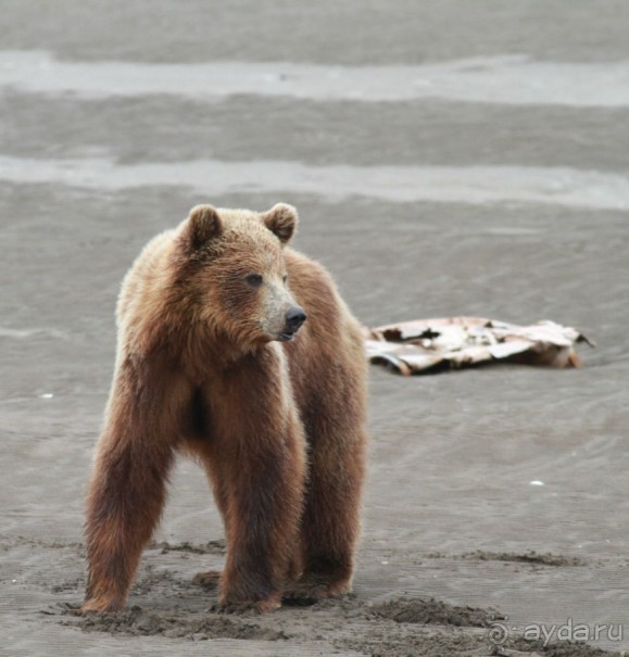 От Камчатки до Чукотки. Часть II