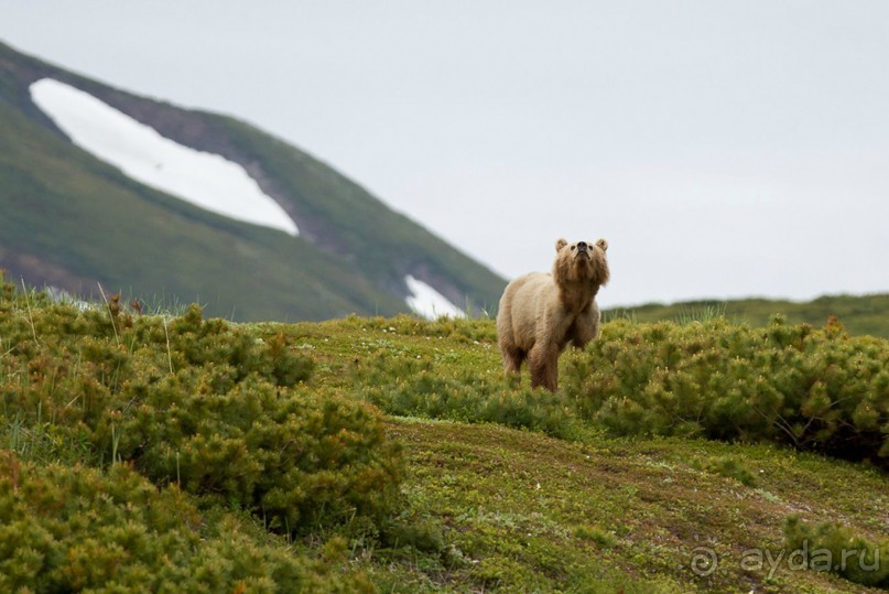 От Камчатки до Чукотки. Часть II