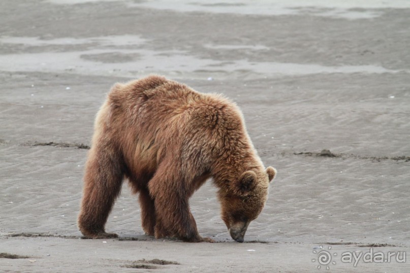 От Камчатки до Чукотки. Часть II