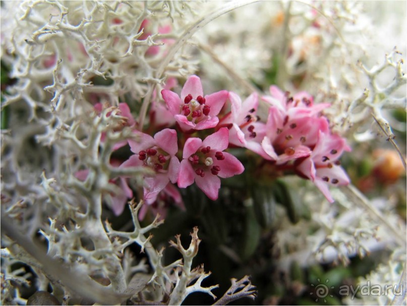 От Камчатки до Чукотки. Часть II