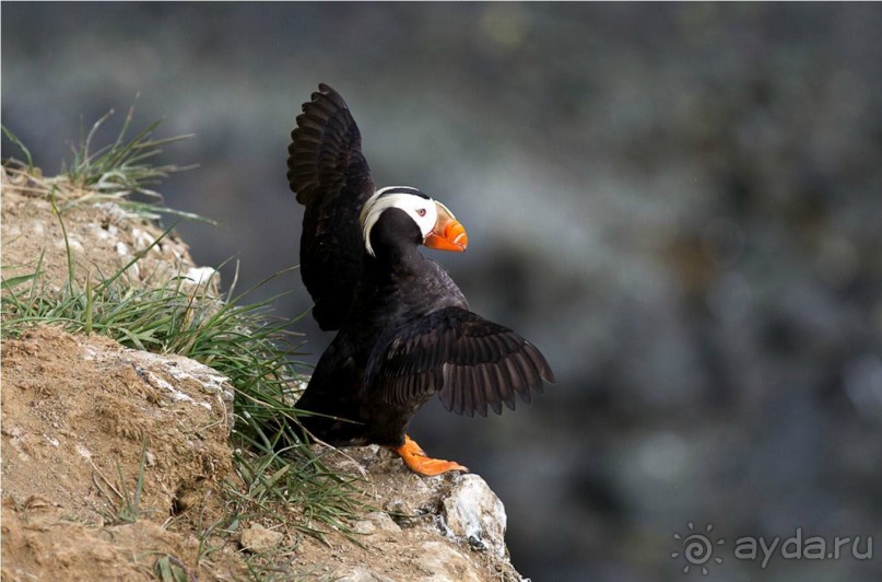 От Камчатки до Чукотки. Часть II