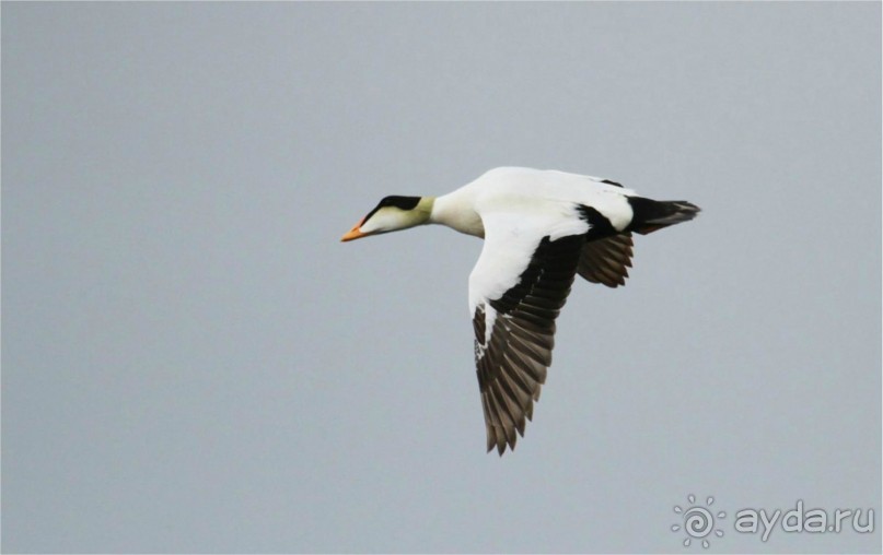 От Камчатки до Чукотки. Часть II