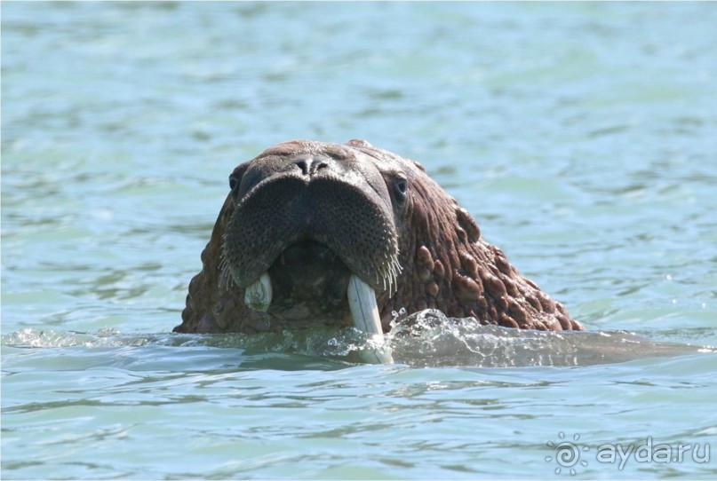 От Камчатки до Чукотки. Часть II