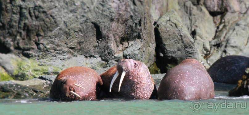 От Камчатки до Чукотки. Часть II