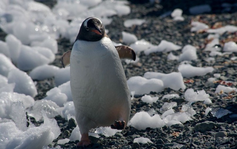 Новый год в Антарктиде с "Клубом путешествий Special". Рассказ Анастасии.