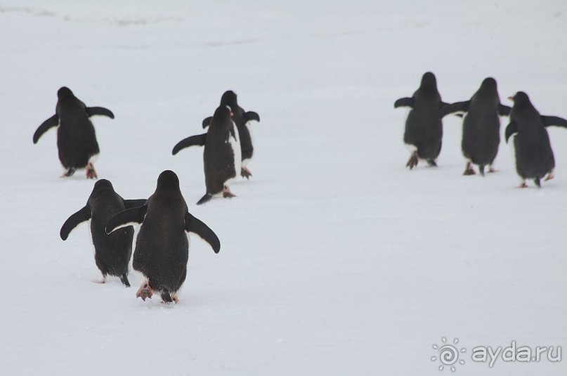 Новый год в Антарктиде с "Клубом путешествий Special". Рассказ Анастасии.