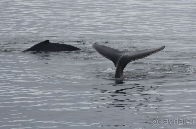 Новый год в Антарктиде с "Клубом путешествий Special". Рассказ Анастасии.