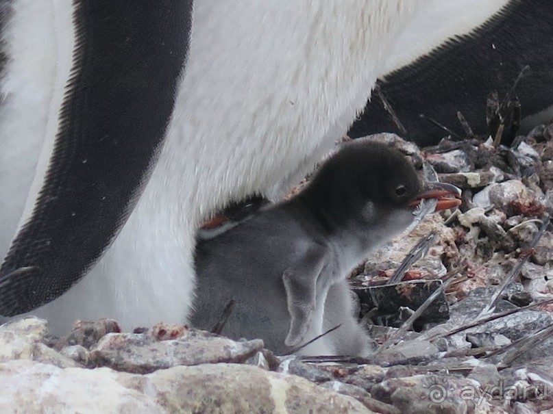 Новый год в Антарктиде с "Клубом путешествий Special". Рассказ Анастасии.