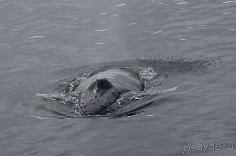Новый год в Антарктиде с "Клубом путешествий Special". Рассказ Анастасии.