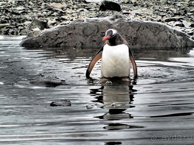 Новый год в Антарктиде с "Клубом путешествий Special". Рассказ Анастасии.