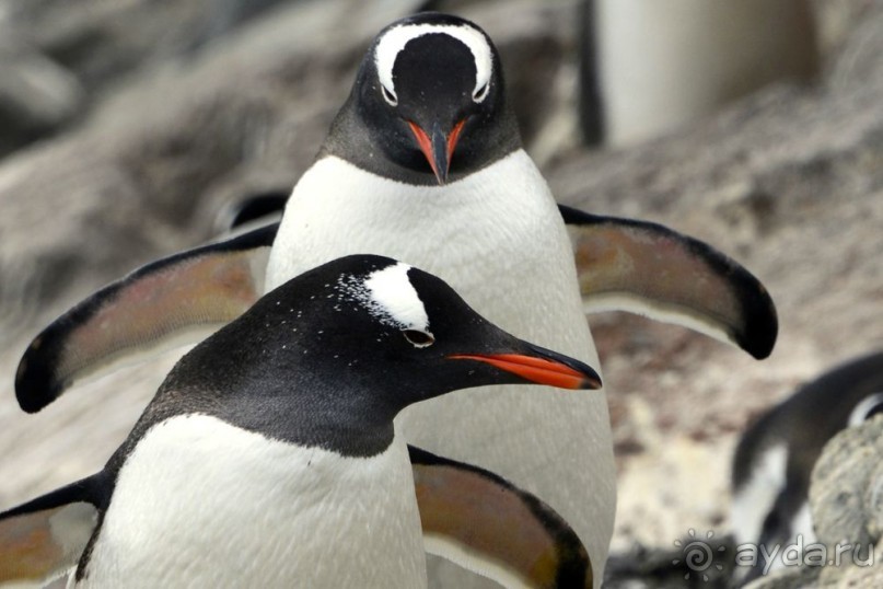 Новый год в Антарктиде с "Клубом путешествий Special". Рассказ Анастасии.