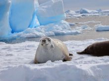 Русские в Антарктиде 