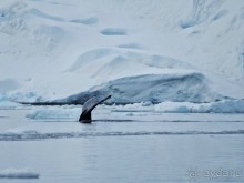 Русские в Антарктиде 