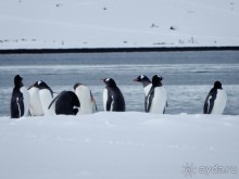 Русские в Антарктиде 